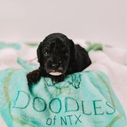 Red Boy - Tri-color male Cavapoo puppy in Mckinney, Texas from Doodles of North Tx