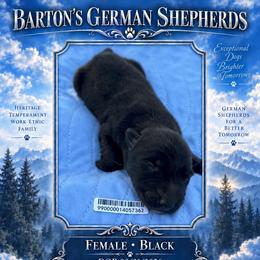 Stryker - Black female German Shepherd puppy in Yuba City, California from Barton’s German Shepherds