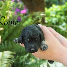 Rome - Phantom male Poodle puppy in Eugene, Oregon from Mount Zion Kennels