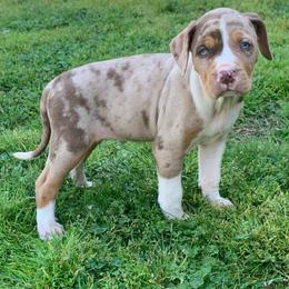 Female 2 - Red merle female Catahoula Leopard Dog puppy in Gadsden, Alabama from Rich Cat’s