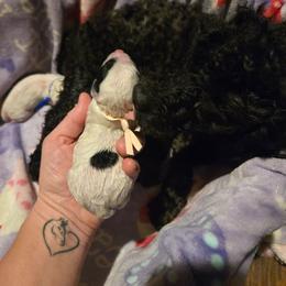 Pink: Cookie - Black & white female Maltipoo puppy in Sahuarita, Arizona from Cowgirl's Legacy Maltipoos