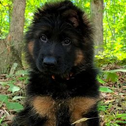 Orange Collar - Male - Black and red male German Shepherd puppy in Charlotte, North Carolina from Zuflucht K9s