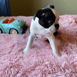 Boston Terrier Puppies from Angie's Little Bostons