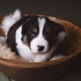 Malorie - Tri-color female Border Collie puppy in Fresno, California from Alpine Tails