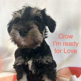 Crow-Girl 1 - Black and silver female Miniature Schnauzer puppy in Granville, Ohio from Shull Mini Schnauzers