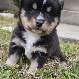 Arnie - Tri-color male Pomsky puppy in La Vergne, Tennessee from Atencio Pomsky