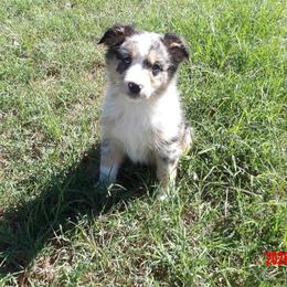 Tammy - Blue merle female Miniature Australian Shepherd puppy in Elkhart, Texas from Donaldson Dogz