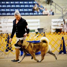 Mika - Akita