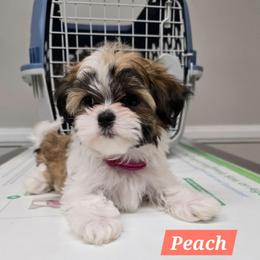 Peach - Black gold and white female Mal-Shi puppy in Greenville, North Carolina from Amanda's Sugar Sweet Puppies