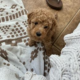 Latte - Cream female Poodle puppy in Maricopa, Arizona from La Petite poodle