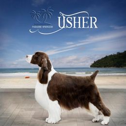 English Springer Spaniels from Paradise Springers