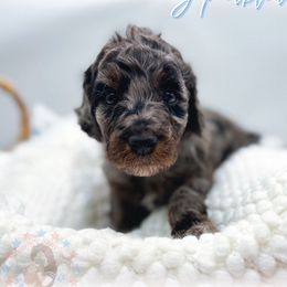 Sparkler - Merle male Goldendoodle puppy in California City, California from Summer Sun Doodles