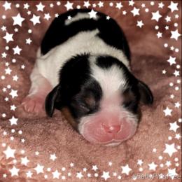 Cavalier King Charles Spaniel Puppies from Moon Dream Cavaliers