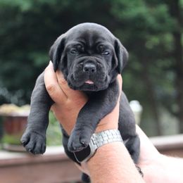 Black Collar - Black male Cane Corso puppy in Lusby, Maryland from Coastal View Kennels