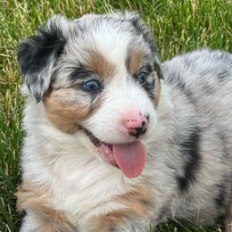 Pickle - Blue merle female Australian Shepherd puppy in La Porte City, Iowa from KDL Homestead