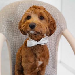Goku - Goldendoodle