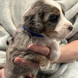 Mr. G - Merle male Bernedoodle puppy in Westminster, South Carolina from Goldendoodlepuppiessc