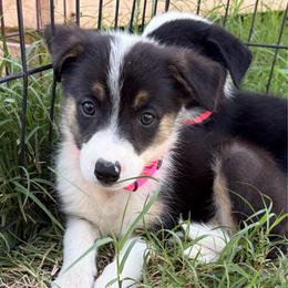 Josie - Pink - Tri-color female Border Collie puppy in Shawnee, Oklahoma from Cross K Working Collies - Pure Bred Border Collies