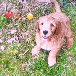 Redd - Apricot male Goldendoodle puppy in Cleveland, Ohio from A&B Happybreeds