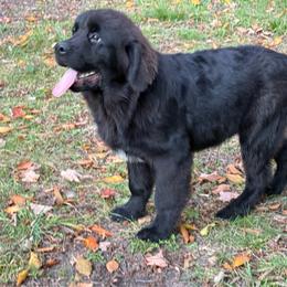 River OFA - Black male Newfoundland puppy in Falmouth, Michigan from Dyer Lake Newfoundlands