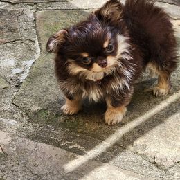Chihuahua Puppies from Chosen Chihuahuas