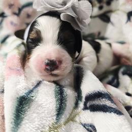 Petunia - Tri-color female Cavapoo puppy in Roseville, California from Heavenly Goldendoodles