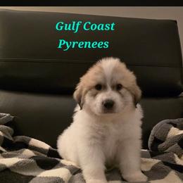 Ace - White and badger male Great Pyrenees puppy in Bay Saint Louis, Mississippi from Gulf Coast Pyrenees