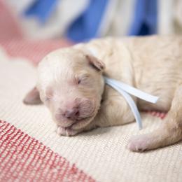Liberty Bell - Apricot female Goldendoodle puppy in Seffner, Florida from Gold Diamond Pup