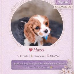 Lady Juilet - Blenheim female Cavalier King Charles Spaniel puppy in Mesa, Arizona from Comfort Royalty Cavaliers
