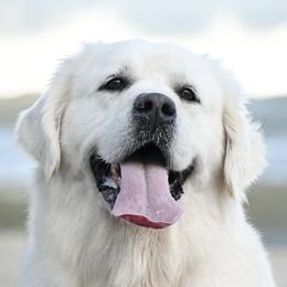 Lampa - Golden Retriever