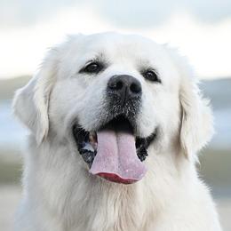 Lampa - Golden Retriever