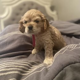 Cocker Spaniel Puppies from Thomas’ Cocker Spaniel Co.