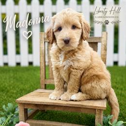Madonna - Caramel cream female Australian Labradoodle puppy in Denton, Texas from Liberty Hill Labradoodles