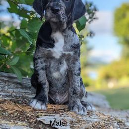 Labradoodle Puppies from Betty’s Farm & Garden