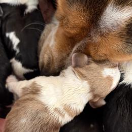 Beagles and Pugs from Sweet Warner Pugs & Beagles