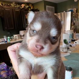 Pyra - Chocolate female Pomsky puppy in Valparaiso, Indiana from Valparaiso Pomskys