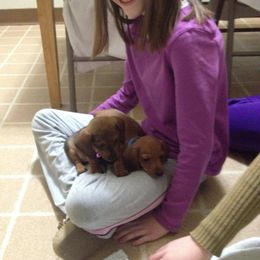 Dachshund Puppies from Doxie Acres