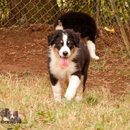 BTM 1 - Black tri-color male Australian Shepherd puppy in Rutledge, Tennessee from Kicking K Australian Shepherds