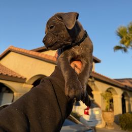 Cane Corso Puppies from ThinLine Cane Corso