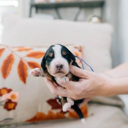 Marshmallow - Tri-color male Bernedoodle puppy in Murray, Utah from Sun Valley Doodles