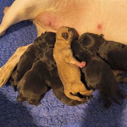 Black male 1 - Black male Pug puppy in Maxwell, New Mexico from khshibas-khpugs