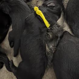 Yellow Female - Bi-color female German Shepherd puppy in Saratoga Springs, Utah from Vom Stille Teufelshunde Kennels