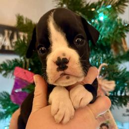 Ember - Brindle female Boxer puppy in Watervliet, New York from Shamrock's Boxers