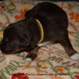 Yellow - Red tri-color female Australian Shepherd puppy in Bloomfield, New York from Wayward Trails Kennel