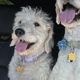 Bonnie - Goldendoodle