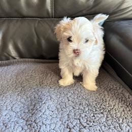 Poodle puppies from Little Paws Poodles