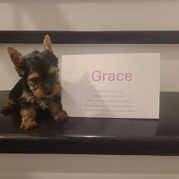 Grace - Black and tan female Yorkshire Terrier puppy in Clermont, Florida from Bella's Prissy Butts