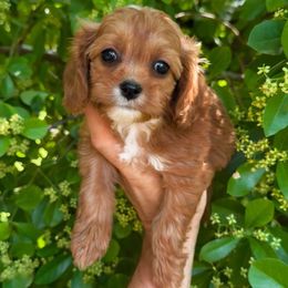 Boomer - Red male Cavapoo puppy in Salt Lake City, Utah from SunnySide Mini Doodles