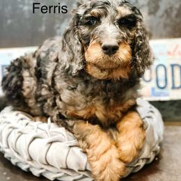 Ferris - Merle male Goldendoodle puppy in Pasco, Washington from Camp Doodle Woods