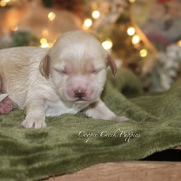 Barnaby - Cream male Cockapoo puppy in Lowry City, Missouri from Cooper Creek Puppies